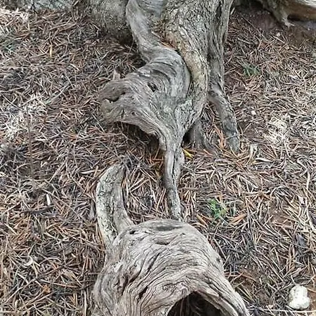 Nel Cuore Del Salento Dimora Tipica Calimera (Lecce)